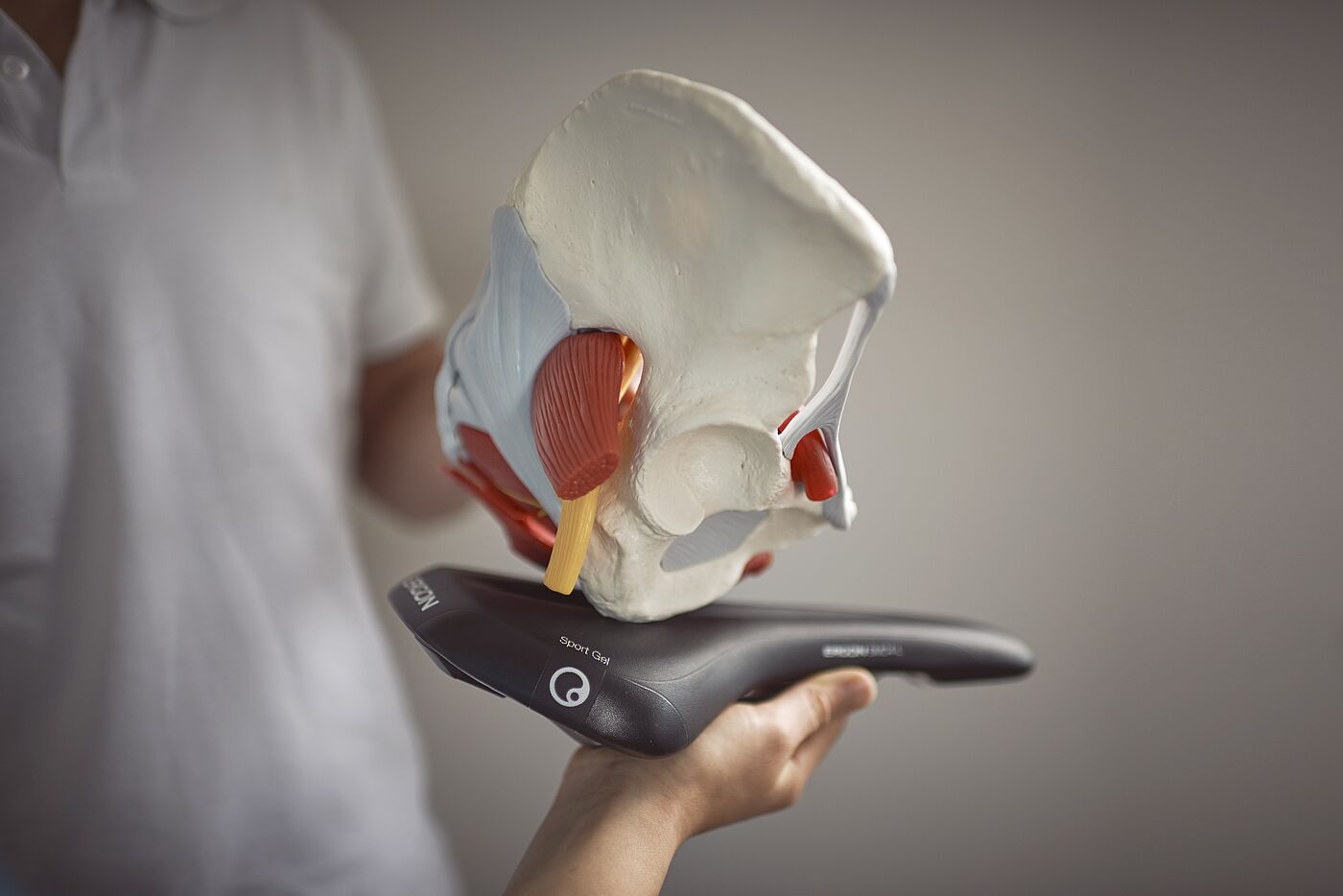 So in etwa ruht das Becken auf dem Fahrradsattel. Kontaktpunkte, Sattelhärte, Federung und Bezugsmaterial sind Faktoren, an denen Hersteller beständig forschen und arbeiten.